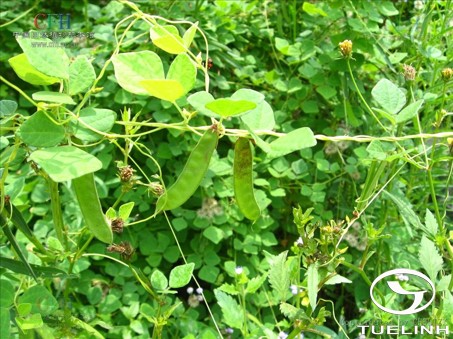 Dunbaria rotundifolia (Lour.) Merr. 1