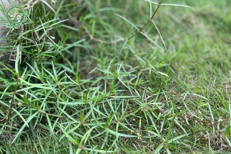 Bài thuốc dân gian có bạch hoa xà thiệt thảo 1 Bài thuốc dân gian có bạch hoa xà thiệt thảo 1