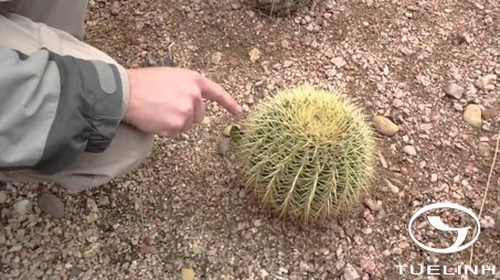 Echimocactus sp. 1