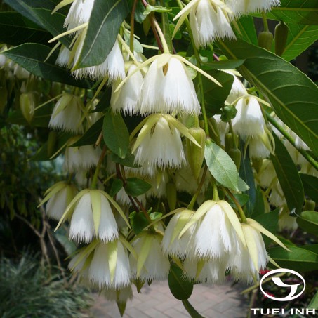 Elaeocarpus floribundus Blume 1