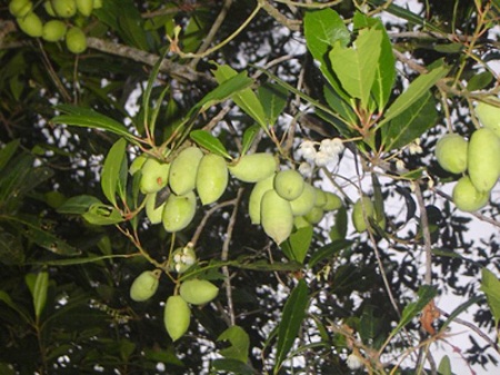 Elaeocarpus hygrophilus Kurz 1