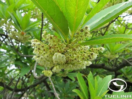 Elaeocarpus sylvestris (Lour.) Poir. 1
