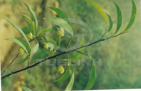 Enicosanthella petelotii (Merr.) Ban 1