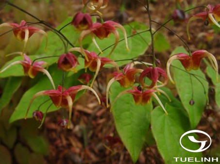 Epimedium macranthum Morr. & Decne. 1