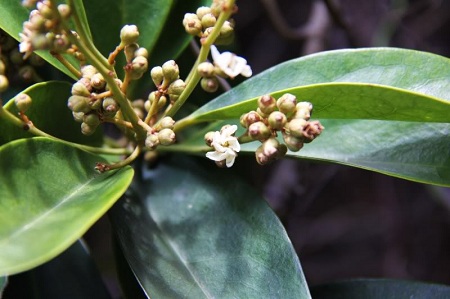 Erycibe obtusifolia Benth. 1