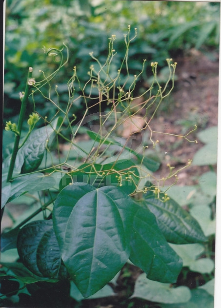 Erythropalum scandens Blume 1