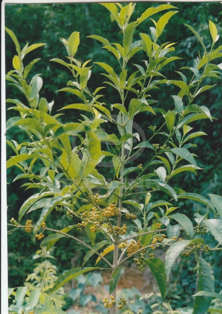 Euodia simplicifolia Ridl. 1 Euodia simplicifolia Ridl. 1