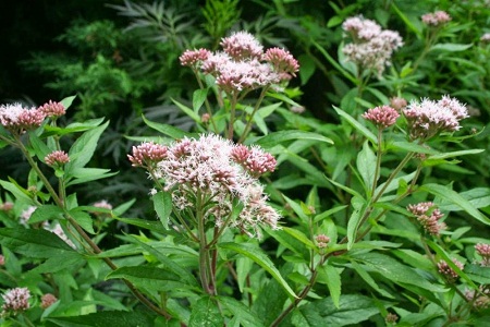 Eupatorium lindleyanum DC. 1