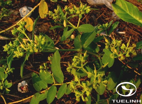 Euphorbia atoto Forst. et Forst.f. 1