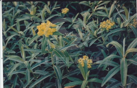 Euphorbia chrysocoma Levl. et Vaniot 1