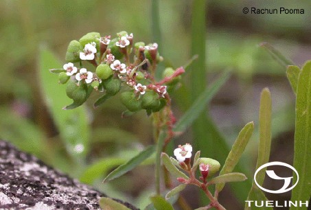 Euphorbia parviflora L 1
