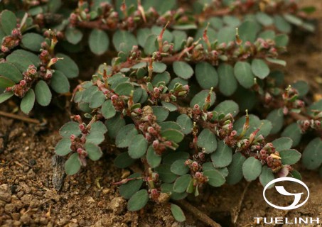 Euphorbia prostrata Ait. 1 Euphorbia prostrata Ait. 1