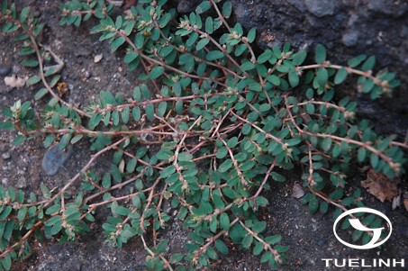 Euphorbia thymifolia L. 1