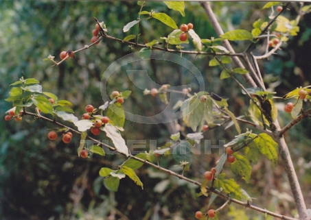 Fagerlindia depauperata (Drake) Tirveng. 1