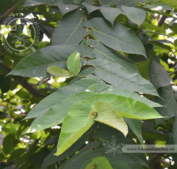 Etuk dumba yalangoch