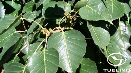 Ficus religiosa L. 1