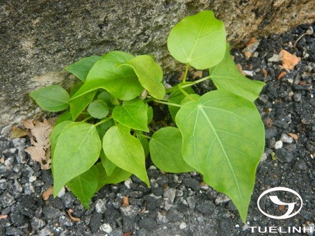 Ficus rumphii Blume 1