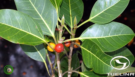 Ficus sumatrana Miq. 1