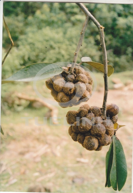 Fissistigma bicolor (Roxb.) Merr. 1