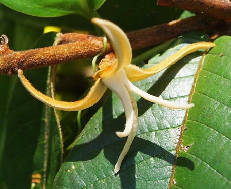 Fissistigma thorelii (Pierre ex Fin. et Gagnep.) Merr. 1