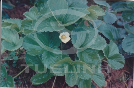 Fragaria vesca L. 1