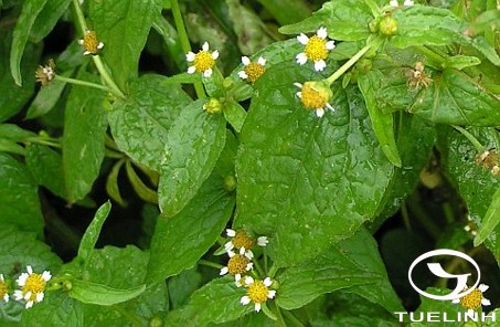 Galinsoga parviflora Cav. 1