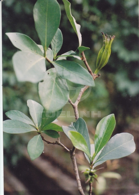 Gardenia augusta (L.) Merr. 1