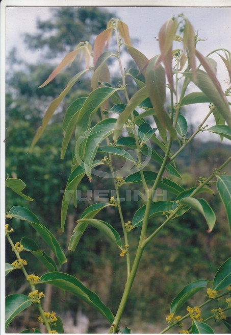 Glochidion daltonii (Muell.-Arg.) Kurz 1