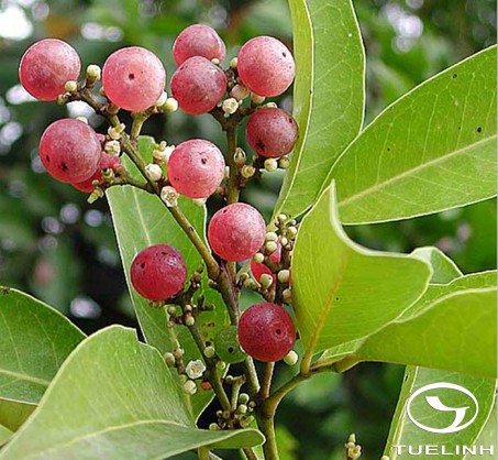 Glycosmis pentaphylla (Retz.) Correa 1