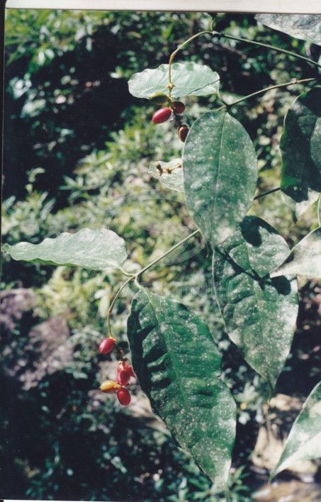 Gnetum gnemon L. var. griffithii (Parl.) Markgr. 1 Gnetum gnemon L. var. griffithii (Parl.) Markgr. 1