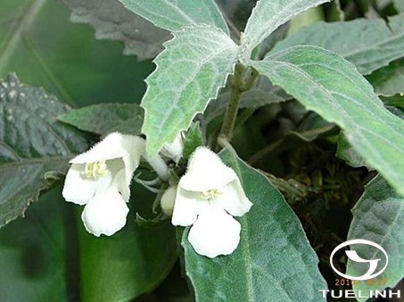 Gomphostemma chinense Oliv. 1