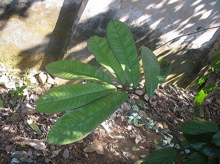 Goniothalamus vietnamensis Ban 1