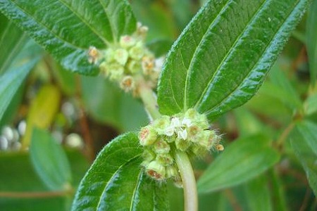 Gonostegia hirta (Blume) Miq. 1