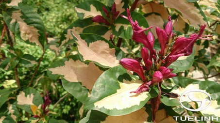 Graptophyllum pictum (L.) Griff. 1