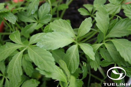 Gynostemma pentaphyllum (Thunb.) Makino 1