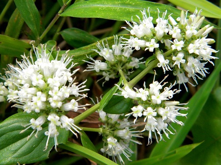 Hedyotis hedyotidea (DC.) Merr. 1