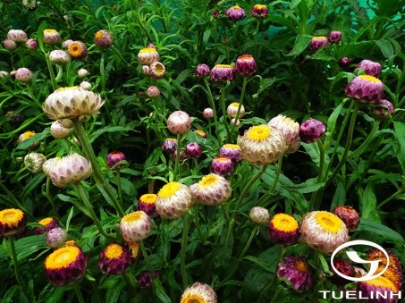 Helichrysum bracteatum (Venten.) Willd. 1