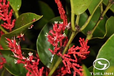 Helixanthera parasitica Lour. 1 Helixanthera parasitica Lour. 1