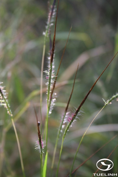 Heteropogon contortus (L.) P. Beauv. ex Roem. et Schult. 1
