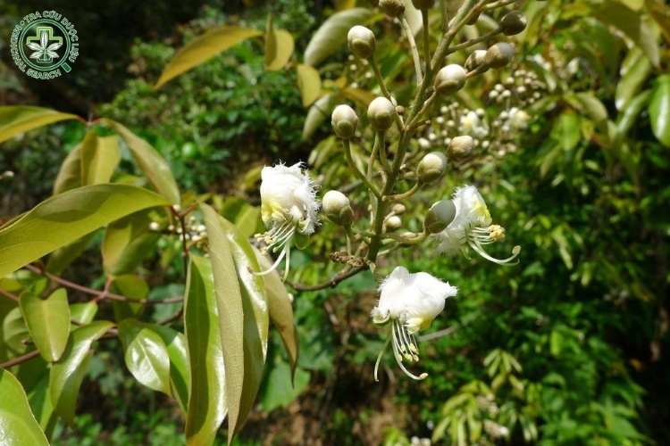 Hình ảnh cây tơ mành 3 Hình ảnh cây tơ mành 3