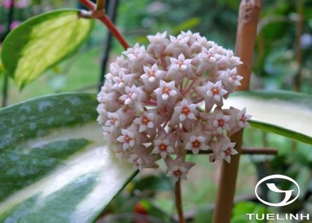 Hoya parasitica (Roxb.) Wall. ex Wight 1