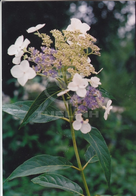 Hydrangea strigosa Rehder 1