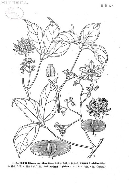 Illigera parviflora Dunn 1