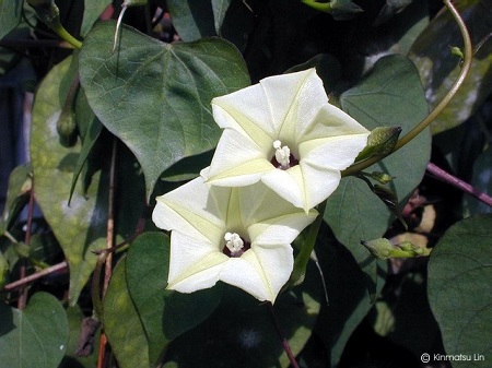 Ipomoea obscura (L.) Ker-Gawl. 1