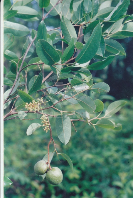 Irvingia malayana Oliv. ex Benn. 1 Irvingia malayana Oliv. ex Benn. 1