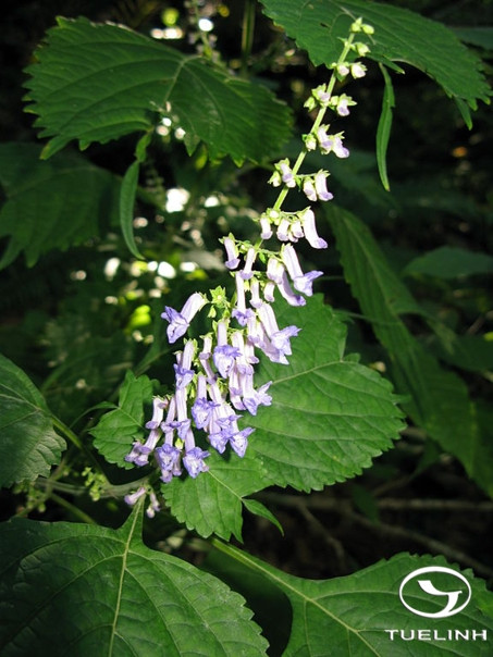 Isodon ternifolius (D.Don) Kudo 1