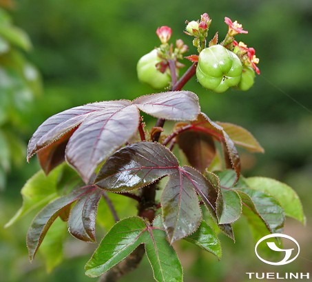 Jatropha gossypiifolia L. 1