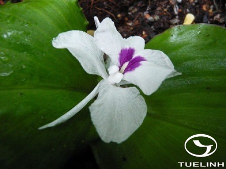 Kaempferia galanga L. 1