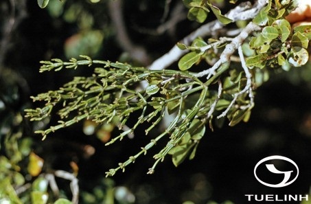 Korthasella opuntia (Thunb.) Merr. 1