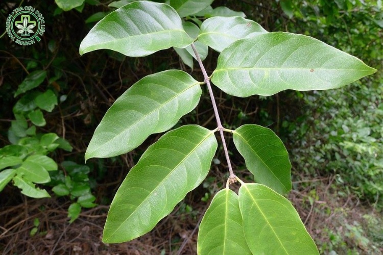Hình ảnh cây tơ mành 2 Hình ảnh cây tơ mành 2